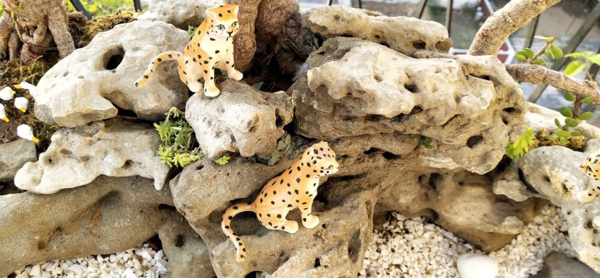 Leopard