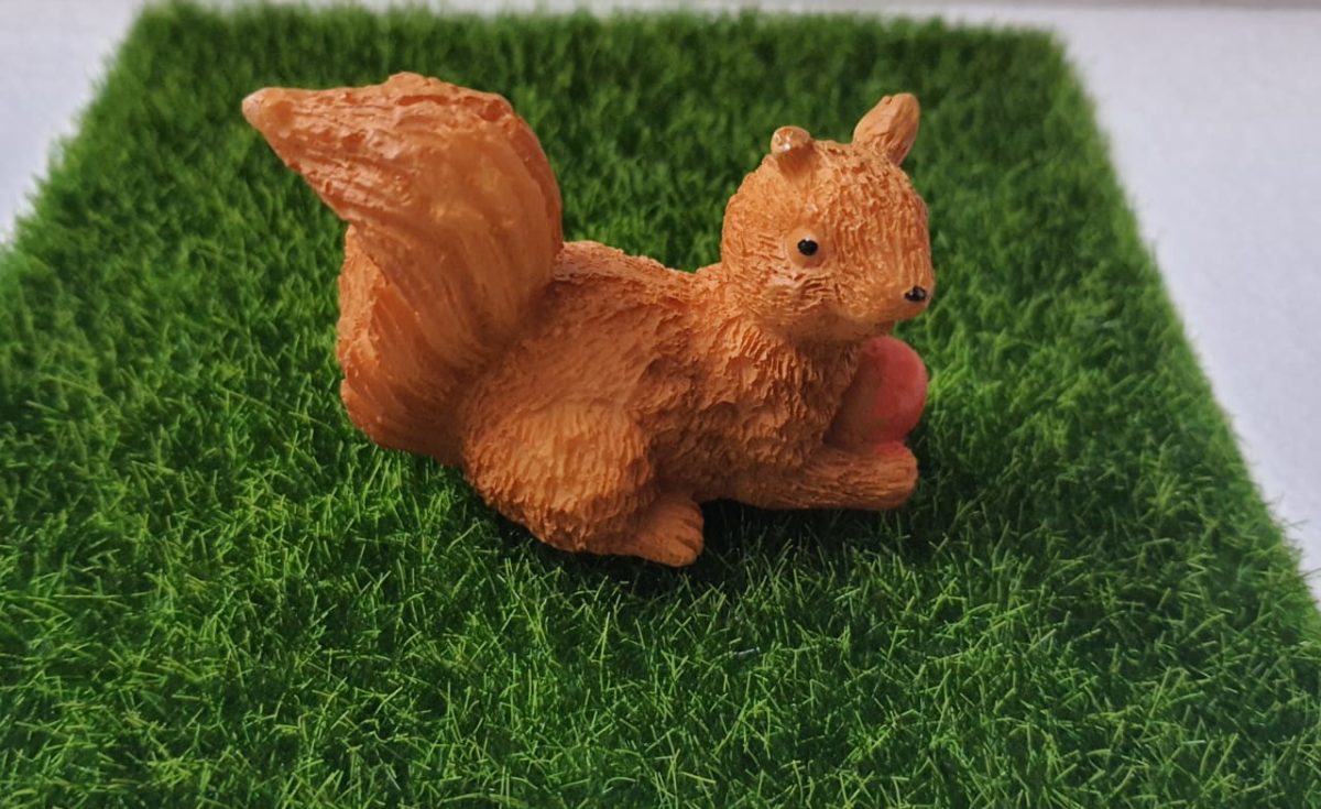 Brown Squirrel